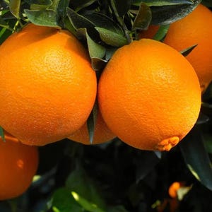 Live Navel Oranges Tree, Sweet Orange Fruit Grafted Tree Oranges Citrus Fruits Plant 3-4 Ft 5 Gal Pot, No ship CA