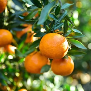 Live Valencia Oranges Tree, Sweet Orange Fruit Grafted Tree Drawf Oranges Fruits Plant 3-4 Ft 5 Gal Pot, No ship CA