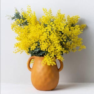 May include: A terracotta-colored vase with two handles holds a vibrant bouquet of yellow mimosa flowers and green foliage. The vase sits on a white surface, creating a striking contrast with the bright floral arrangement.
