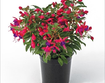 1 Fuchsia Blue Eyes Plug, Live Starter Plant for Planting, Live Hardy Fuchsia Plant, Fuchsia Live Plant, 1"-3"Tall