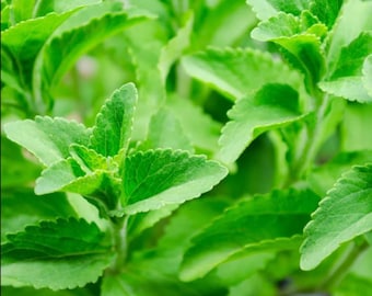 1 Herb Stevia Live Starter Plant, Well-Rooted Plug, Herb Plant Live Stevia Plant for Garden, 1"-3"Tall