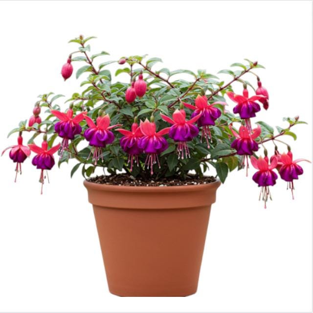 Fushia Plant - Etsy