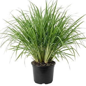 May include: A potted lemongrass plant with long, slender, green leaves. The plant is in a black plastic pot. The leaves are a vibrant green color and arch gracefully outwards. The plant is a lush, full bush.