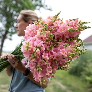 Puede incluir: Un gran ramo de flores de boca de dragón rosas con tallos y capullos verdes. Las flores están en plena floración, con una apariencia suave y delicada. El ramo lo sostiene una persona con una camisa azul, con un fondo borroso de follaje verde.
