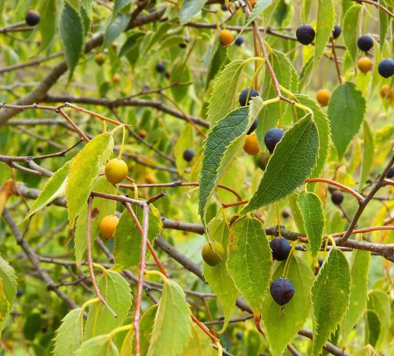 Set 2 Common Hackberry Trees for Planting, Bareroot Dormant 1 to 2 Feet ...