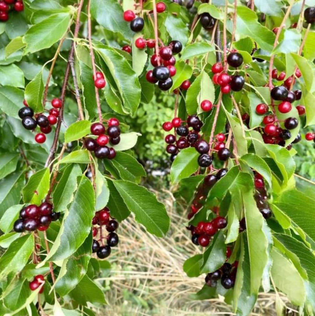 Set 2 Common Hackberry Trees for Planting, Bareroot Dormant 1 to 2 Feet ...