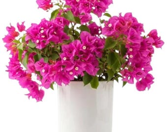Bougainvillea Live Plant Well Rooted JAMES WALKER starter/plug plant 3 pot