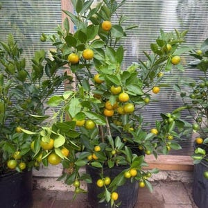 May include: A potted citrus tree laden with small, round, yellow-orange fruit. The tree has vibrant green leaves and is planted in a black plastic pot. The background shows a greenhouse setting with a translucent, corrugated plastic wall.