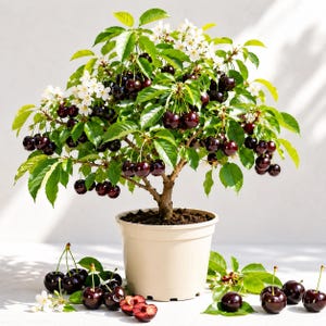 May include: A small cherry tree in a beige pot, laden with ripe, dark red cherries. The tree has green leaves and white blossoms. Some cherries are on the ground. The tree is a miniature version of a cherry tree.