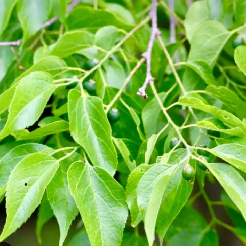 Set 2 Common Hackberry Trees for Planting, Bareroot Dormant 1 to 2 Feet ...