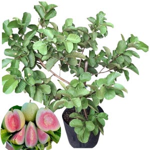 May include: A guava tree in a black pot, with green leaves and branches. The image includes a close-up of several guavas, some whole and some sliced, revealing pink flesh. The guavas are on a bed of green leaves.