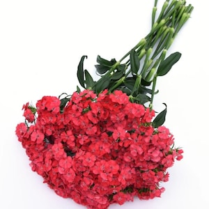 1 Dianthus Sweet Coral Plug, Live Starter Plant for Planting, Rare Dianthus Flower Plants, Well-rooted Plugs, Flower Garden, 1"-3"Tall
