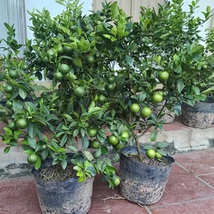 May include: Several small lime trees in black plastic pots. The trees are laden with green limes and lush green leaves. The pots are sitting on a red-tiled surface. The trees are outdoors.