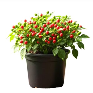 Chiltepin Pepper Plants Live for Planting, 4-8 Inch Tall, Chiltepin Tepin Pepper Plant, Red Hot Pepper Starter Plant, 2 Plants in Pot