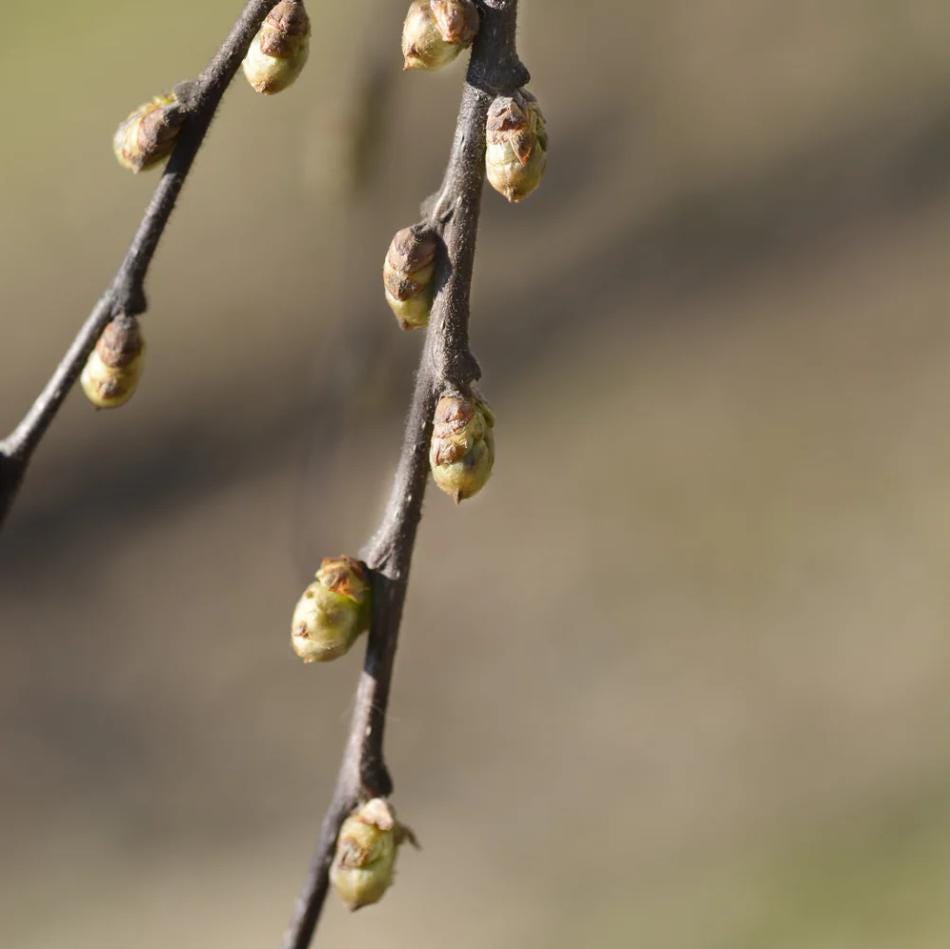Set 2 Common Hackberry Trees for Planting, Bareroot Dormant 1 to 2 Feet ...