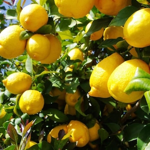 May include: A close-up shot of a lemon tree laden with bright yellow lemons. The lemons are clustered together, surrounded by green leaves. The image is well-lit, showcasing the vibrant color of the fruit and foliage.