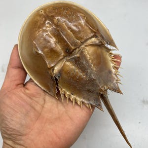 May include: A brown horseshoe crab shell with a long, pointed tail and spiky edges. The shell is held in a hand, showcasing its unique shape and texture. The crab's body is a light brown color.