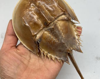 野生　カブトガニ脱皮殻　約３８センチ 野生 カブトガニ脱皮殻 約38センチ 野生 カブトガニ脱皮殻 約38