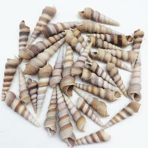 May include: A collection of spiral-shaped seashells in various sizes and shades of brown, tan, and white. The shells have a textured surface and a conical shape, with the opening at the wider end. The arrangement is scattered on a white background.