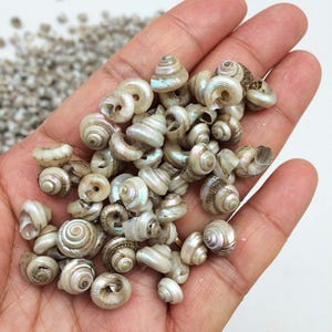 May include: A handful of small, spiral-shaped seashells in varying sizes. The shells are primarily off-white with iridescent, pearlescent highlights. Some shells have subtle brown banding. The shells are a natural, organic product.
