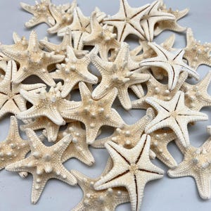 Op de afbeelding: Een verzameling crèmekleurige zeesterren met een textuur en vijf armen. Sommige zeesterren hebben bruine markeringen. De zeesterren zijn in een stapel gerangschikt, wat een natuurlijke, strandachtige uitstraling creëert.