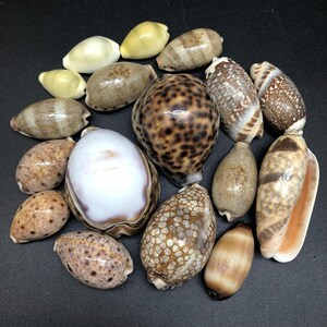 May include: A selection of seashells in various shapes and sizes. The shells display a range of colours, including white, brown, and tan. Some shells have speckled or patterned surfaces, while others are smooth. Measurements are not available.