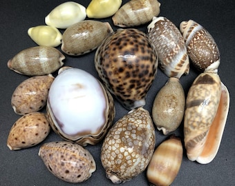 タイガータカラガイ（Cypraea）の貝殻 ~白地にピンク/茶色の痕跡 ~ 2-1