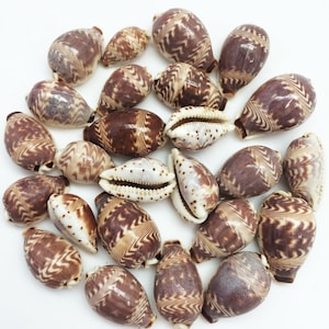 Könnte beinhalten: Eine Sammlung verschiedener Muscheln, die eine Reihe von Größen und Mustern zeigt. Die Muscheln weisen eine Mischung aus Braun-, Creme- und Weißtönen mit komplizierten Zickzack- und Fleckenmustern auf. Einige Muscheln sind geöffnet und zeigen ihre innere Struktur.
