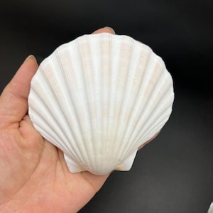 Puede incluir: Una gran concha de vieira blanca con una textura acanalada en forma de abanico. La concha tiene sutiles tonos rosados-beige y se sostiene en una mano sobre un fondo oscuro. Ideal para la decoración costera o proyectos de manualidades.