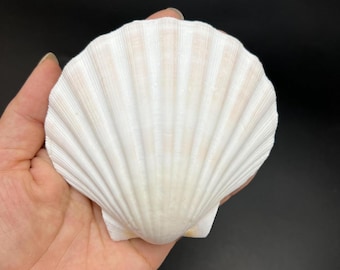 Large Scallop Sea Shells, 3 ~ 4 Inch: Baking & Shellcraft, 8-Piece