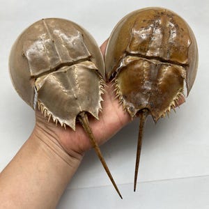 以下が含まれることがあります： クリーム色の斑点のある釉薬が施された、3つのセラミックマグのセット。各マグには、手描きの異なるデザインが施されています。青と緑の葉、黄色の花、赤いベリー。マグはシンプルで丸みを帯びた形をしています。