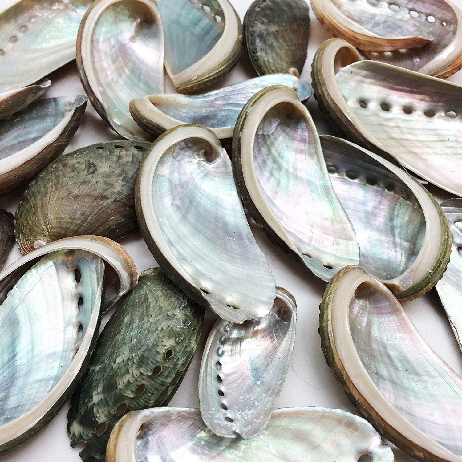25 PC Natural Green Donkey Ear Abalone Sea Shells, 2 Inch ~ 3 Inch - Etsy
