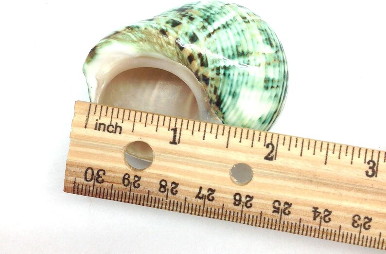 Shell Ruler 3 PC Natural Large Hermit Crab Shells, Green Turbo, 7/8 Inch ~ 2 Inch ...