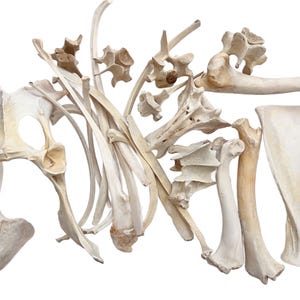 1 Pound Box Assorted Wild Boar Bones 1&quot; - 8&quot; For Bone Crafts
