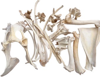 May include: A collection of white animal bones, including a pelvis, ribs, and long bones. The bones are arranged in a random pattern, creating an abstract composition.