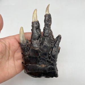 May include: Close-up of a dark brown reptile claw with three long, off-white nails. The claw has a textured, scaly appearance, and is held against a white background. The claw is a unique item.