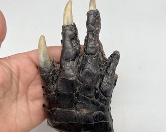 XL Louisiana Alligator Feet 4" ~ 5" For Gator Feet Necklaces, Key Chains