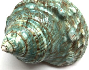 Polished Green Jade Turbo Sea Shell: Hermit Crab Supplies (4-5 Inch)