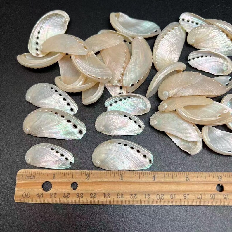 Shell Ruler 20pc Pearlized Mule Ear Abalone Seashell, 1-1/4 Inch ~ 2 Inch - Etsy