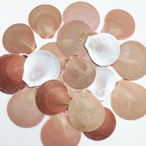Puede incluir: Una colección de conchas de vieira en varios tonos de marrón y blanco, dispuestas sobre una superficie blanca. Las conchas muestran un patrón en forma de abanico con crestas y texturas visibles. Algunas conchas son de color marrón claro, mientras que otras son de un marrón más oscuro.