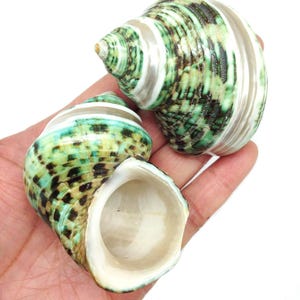 May include: Two sea shells with a spiral design. The shells have a mix of green, black, and white colors. The shells are held in a hand against a white background. The shells have a smooth, glossy texture.