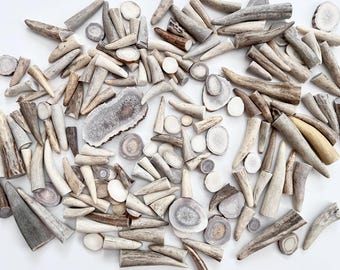 Natural Deer Antler Tips & Slices Craft Supplies