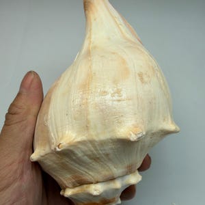 May include: A large, cream-colored conch shell with a spiral shape and a pointed top. The shell has subtle brown and peach-colored markings and a textured surface. The shell is held in a hand.