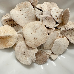 May include: A collection of off-white, irregularly shaped coral pieces with porous textures. The coral fragments vary in size and are displayed in a white, scalloped-edge bowl. The pieces have a natural, organic appearance.
