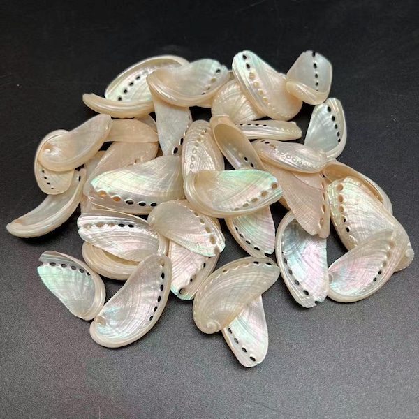 20pc Pearlized Mule Ear Abalone Seashell, 1-1/4 Inch ~ 2 Inch