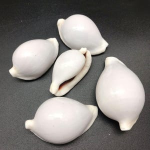 May include: Five white cowrie shells with a smooth, glossy surface. One shell is open, revealing a brown interior. The shells are oval-shaped with a small, protruding lip at one end. They are arranged on a dark surface.