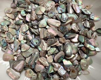 Paua Abalone Shell Pieces: Natural Craft Supply (1oz Pack, 5-13mm