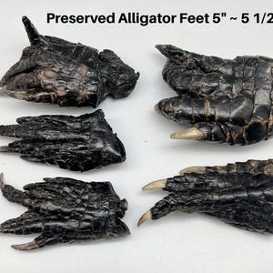 May include: Five preserved alligator feet, each approximately 12.7 to 14 cm long. The feet are dark brown to black with visible scales and claws. The text "Preserved Alligator Feet 5" ~ 5 1/2"" is at the top.