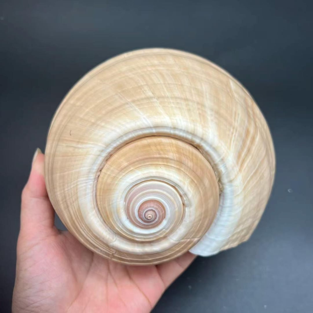 Giant Tun Shell: 7