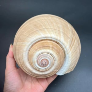 May include: A large, beige seashell with a spiral pattern. The shell has a smooth, polished surface and a natural, organic shape. The shell is held in a hand against a dark background. This seashell is a decorative item.